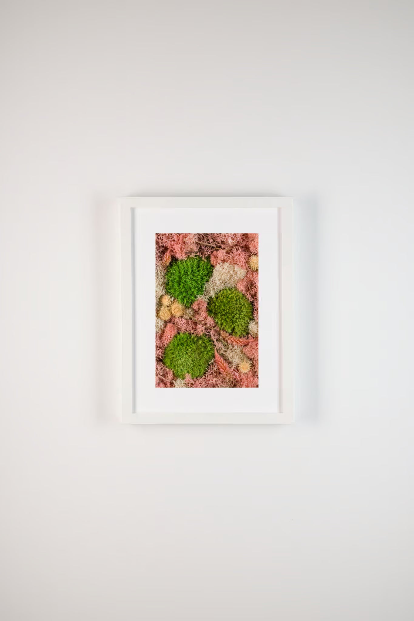 Green & pink mosses fine art print on wall