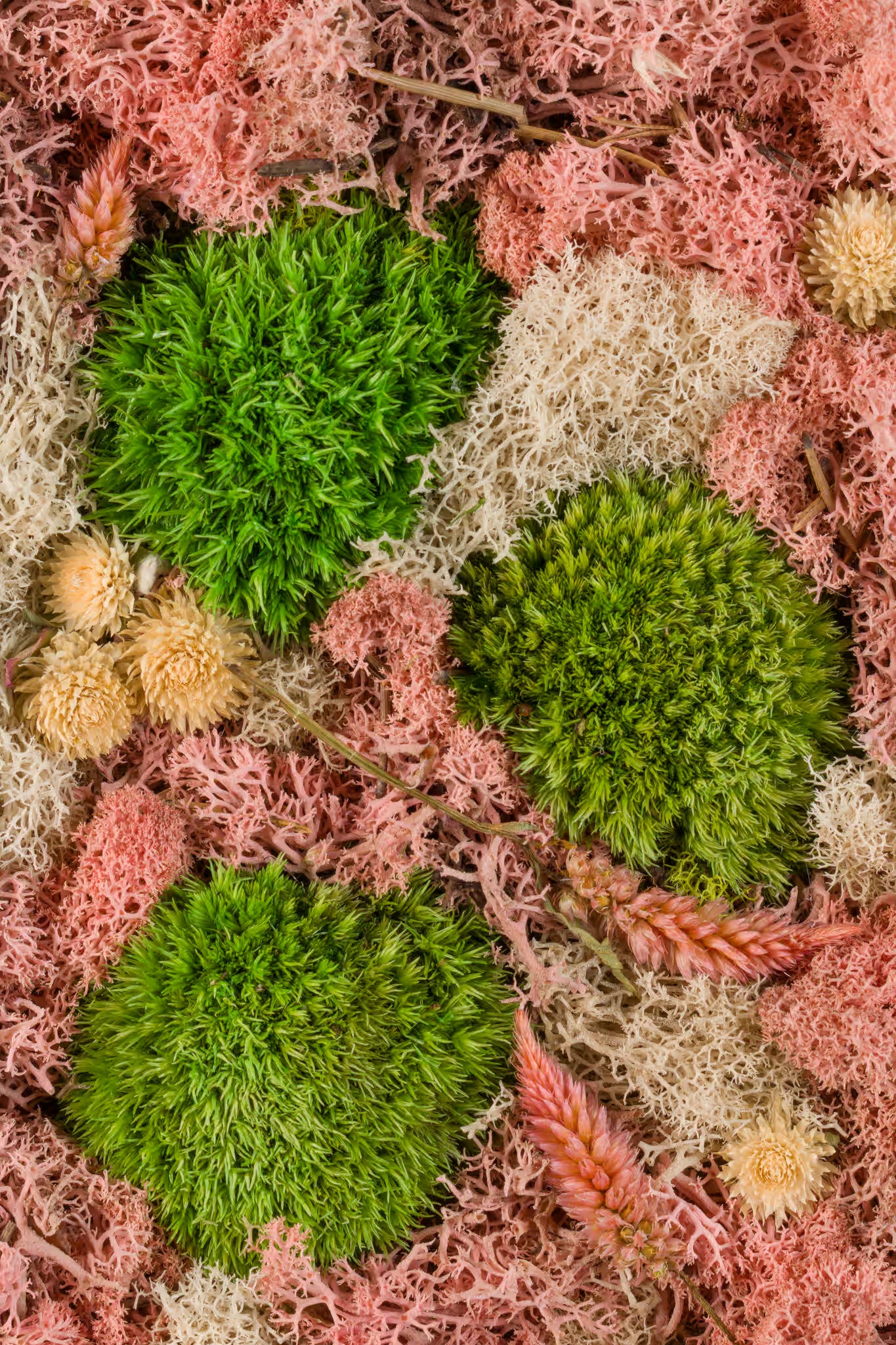 Green & pink mosses fine art print