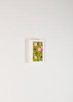 Still - Moss Art
