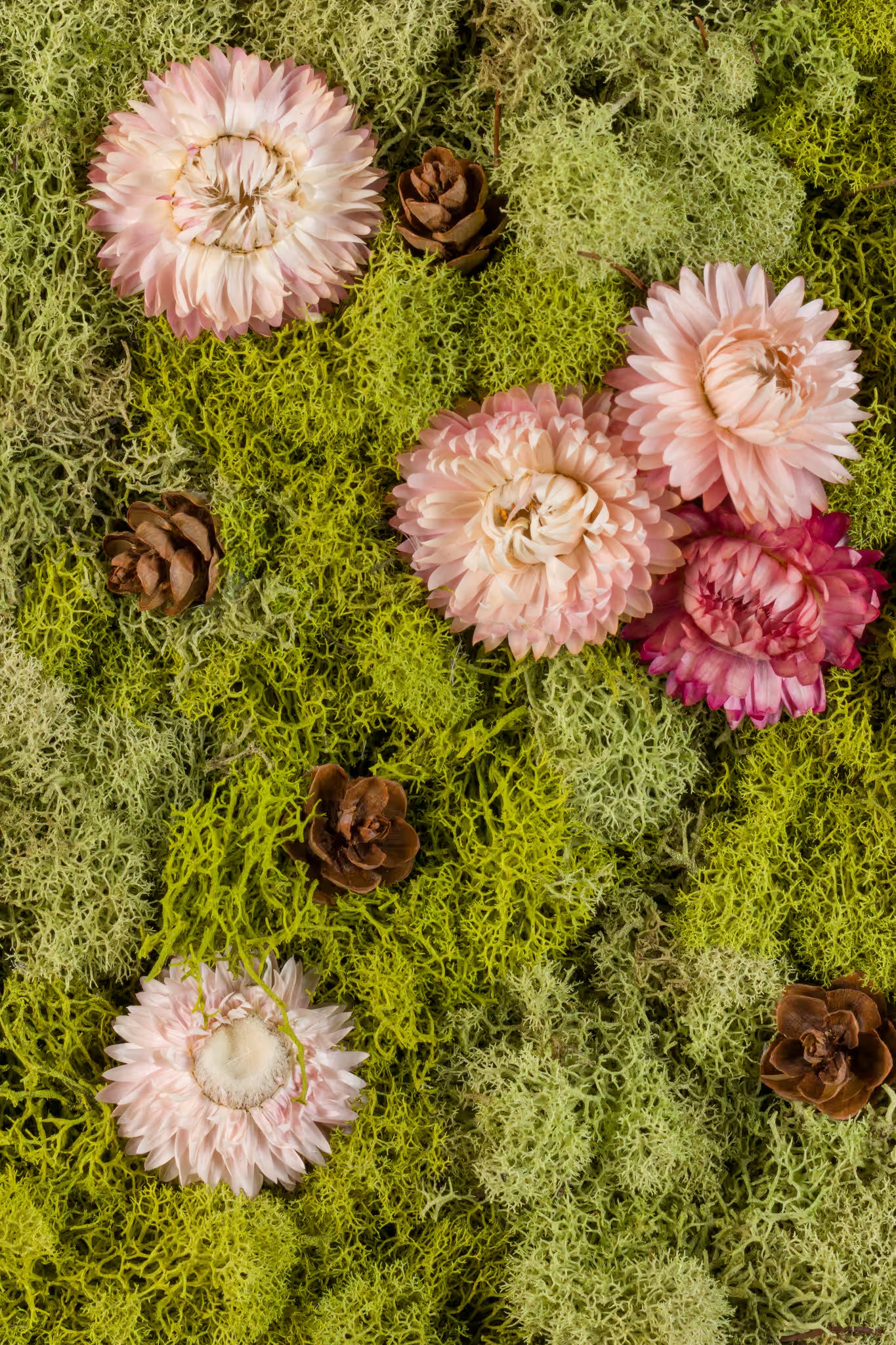 Pink flowers and pinecones on a green moss background
