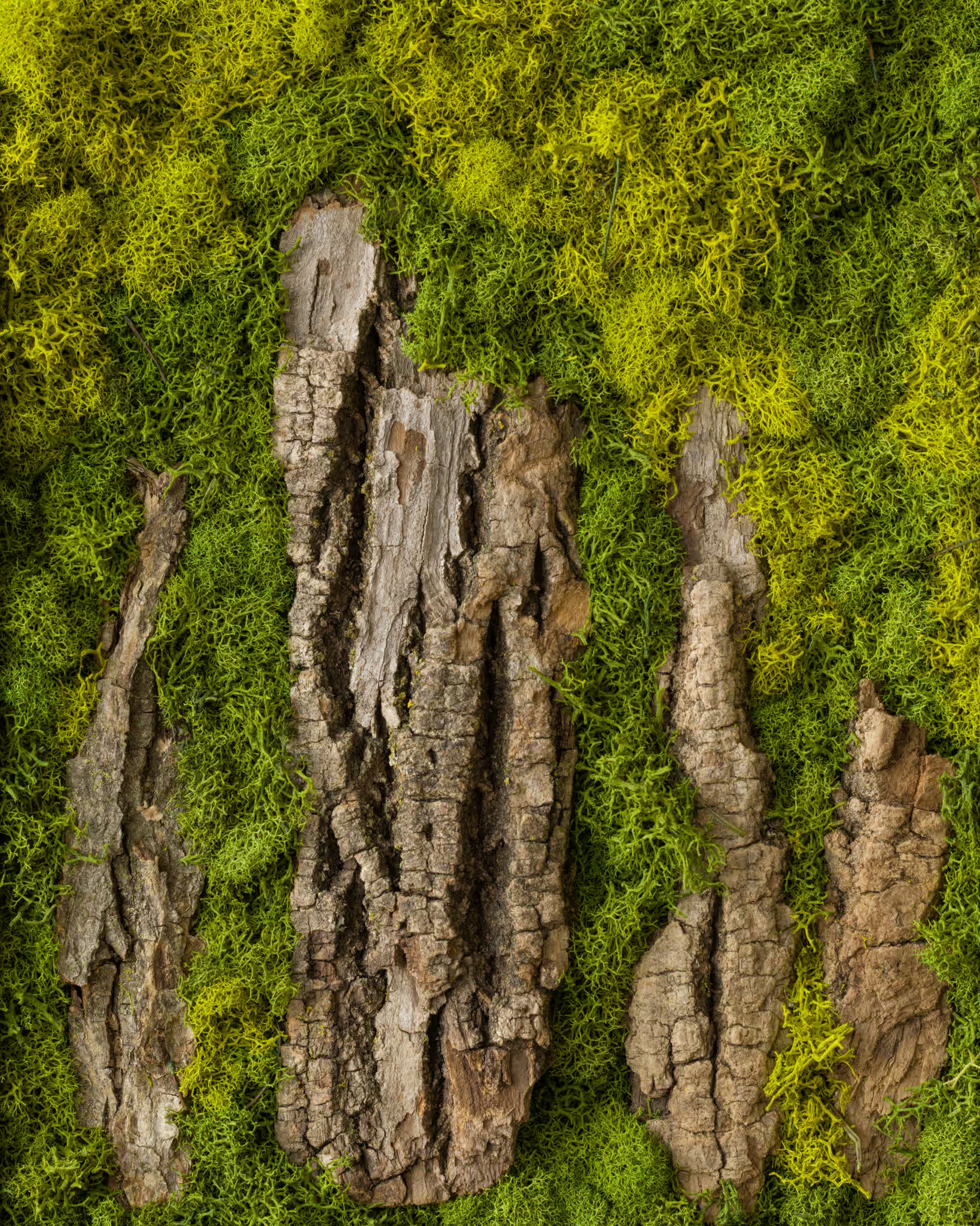 Moss wall with textured dark wood bark pieces fine art print inspired by Stonehenge