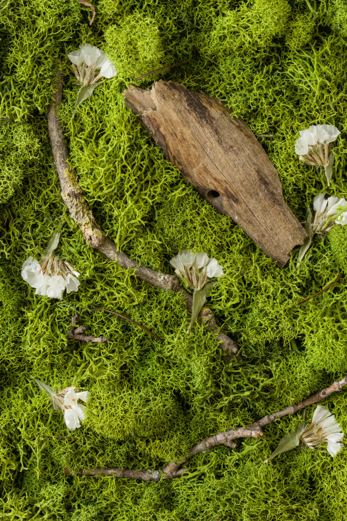 Green moss with white flowers and wood fine art print