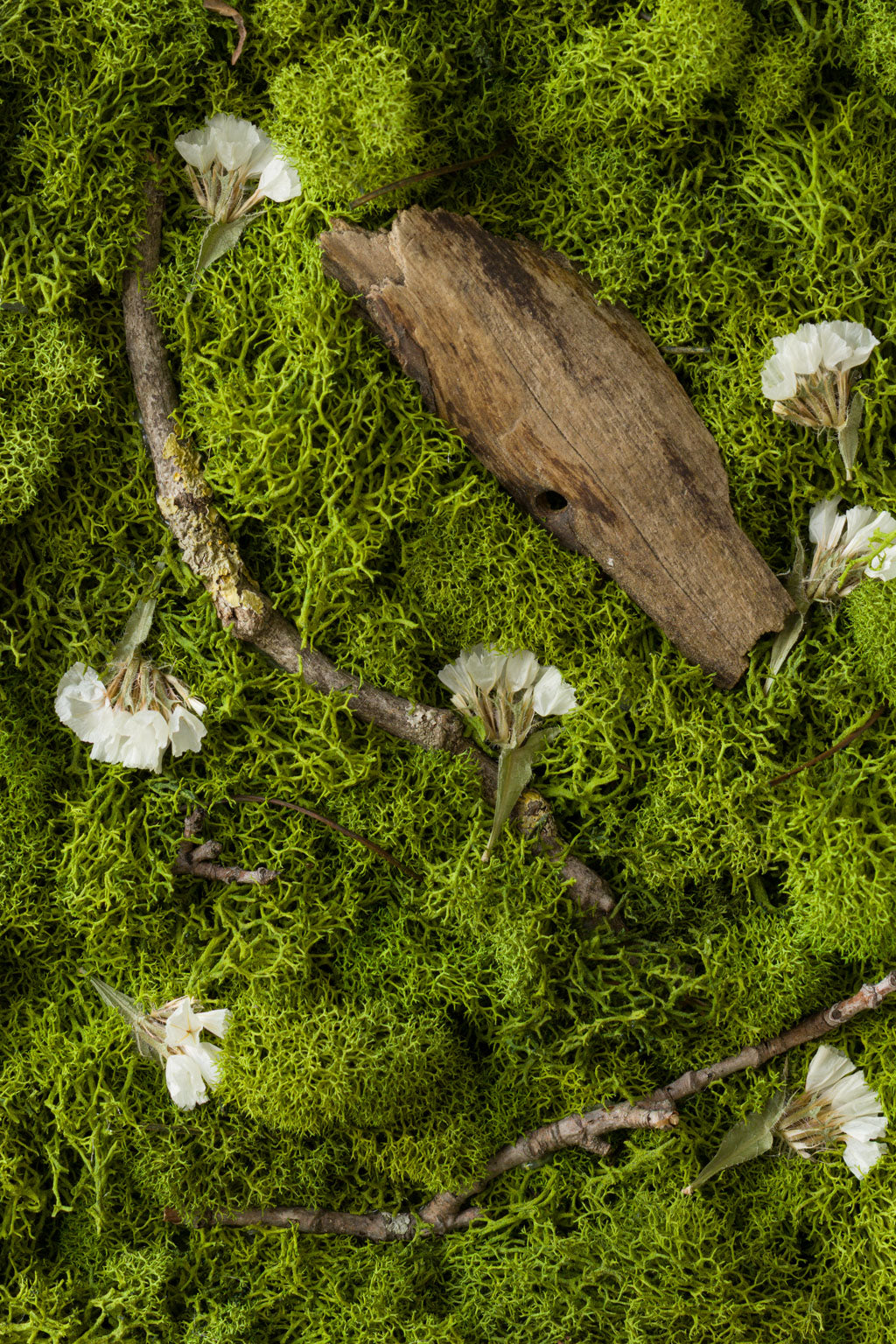 Swan Lake - Fine Art Print