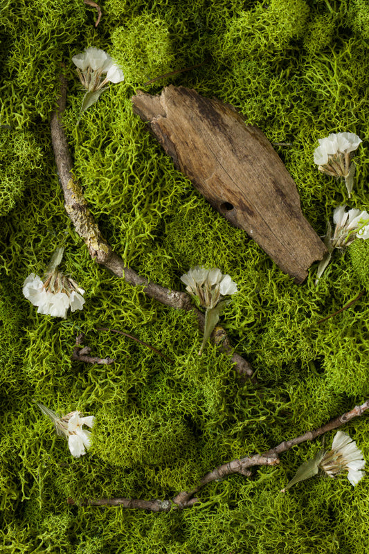 Swan Lake - Fine Art Print