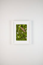 Green moss with white flowers and wood fine art print