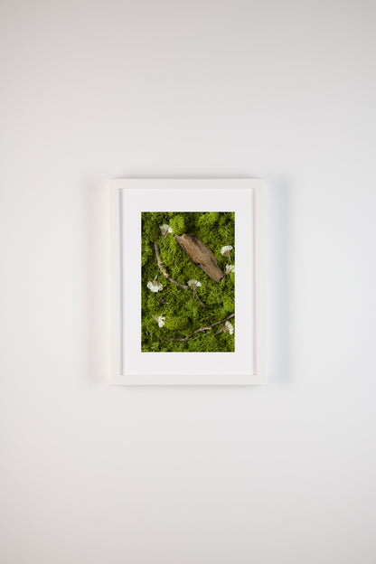 Swan Lake - Fine Art Print