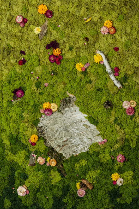 Sweet Birch - Fine Art Print