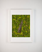 Green moss wall with wood bark, pinecones, and acorns fine art print in frame