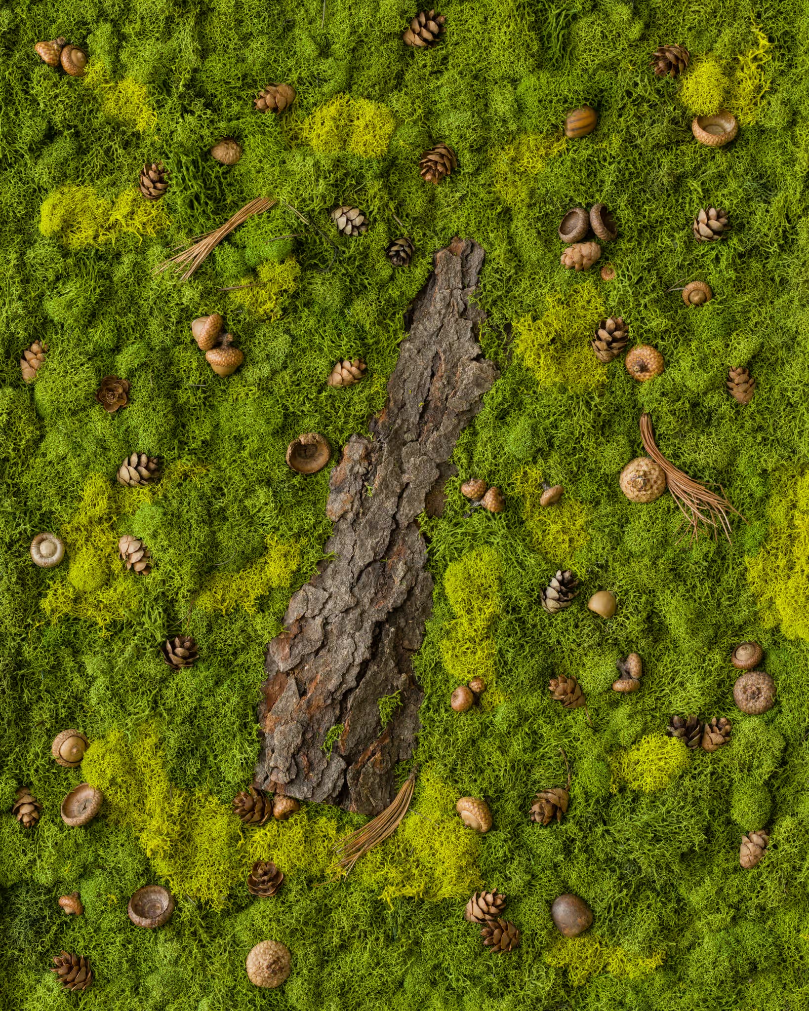 Green moss wall with wood bark, pinecones, and acorns fine art print