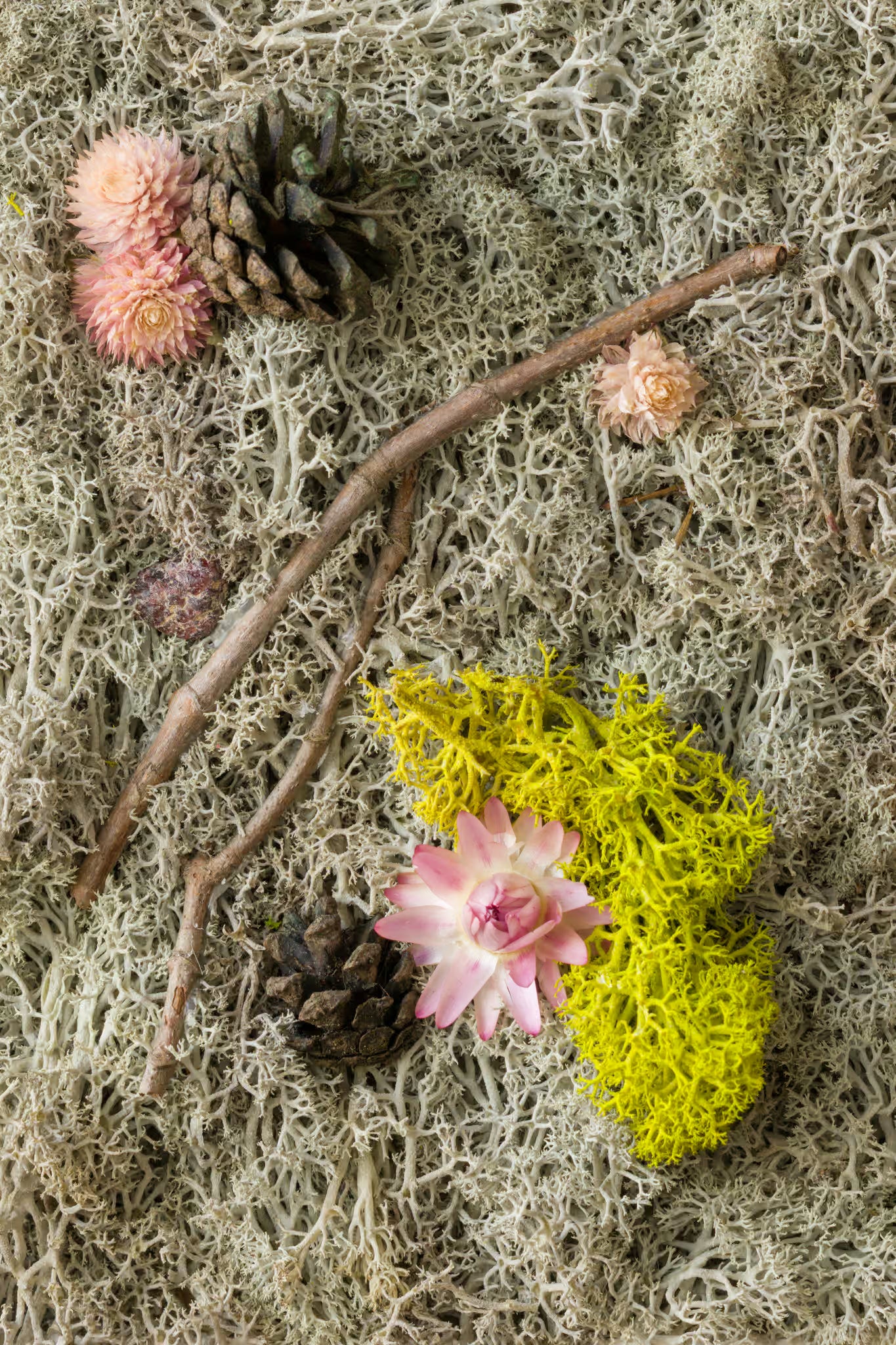 Pink flowers, pine cones, and wood on grey moss fine art print