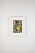 Pink flowers, pine cones, and wood on grey moss fine art print